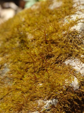 Serpoleskea confervoides, Lorraine  (photo Ugo)