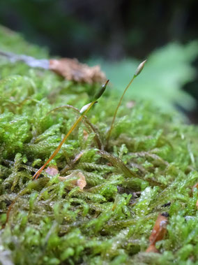 Hypnum cupressiforme, Massif vosgien (photo ugo)