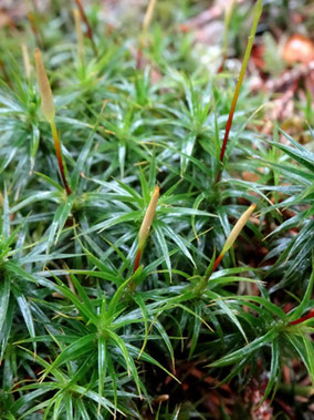 Polytrichum formosum, Massif vosgien (photo ugo)