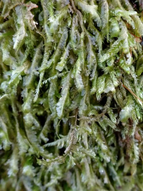 Homalia trichomanoides, Forêt de Haye (photo ugo)