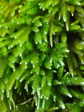 Nogopterium gracile, Vallon du Brunntal (photo Ugo)