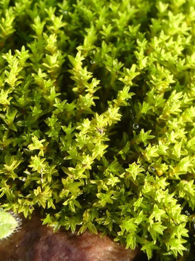 Streblotrichum convolutum, Lorraine (photo Ugo)
