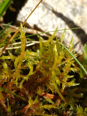 Calliergonella cuspidata, Hautes-Vosges (photo Ugo)