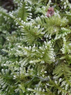 Ctenidium molluscum, Forêt de Haye (photo ugo)