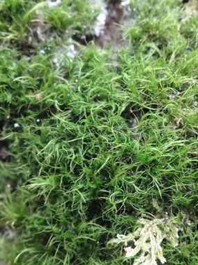 Dicranum viride, Vosges du sud (photo Ugo)