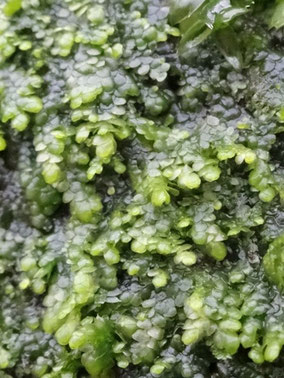 Lejeunea cavifolia, Massif vosgien (photo Ugo)