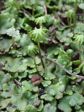 Marchantia polymorpha sp. polymorpha (photo ugo)