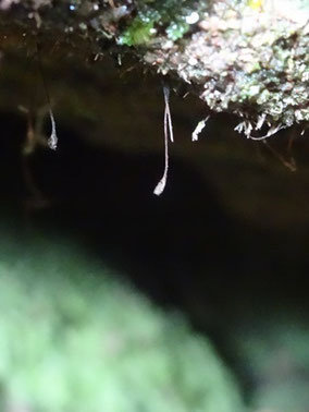 Tetrodontium brownianum, Vosges (photo Ugo)