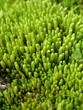 Philonotis seriata, Hautes-Vosges  (photo ugo)