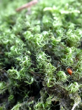 Dicranum fulvum, Vosges du sud (photo Ugo)