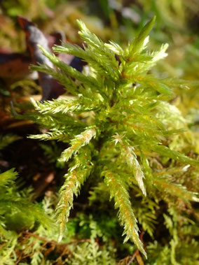 Climacium dendroides, Hautes-Vosges (photo Ugo)