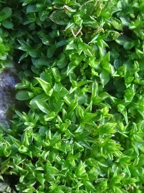 Syntrichia papillosa, Piémont vosgien (photo Ugo)