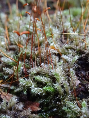 Herzogiella seligeri, Massif vosgien (photo Ugo)
