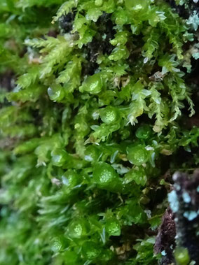 Tetraphis pellucida, Massif des Vosges (photo Ugo)