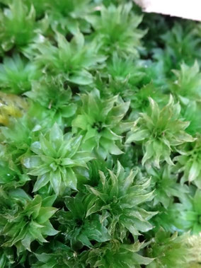 Rhodobryum ontariense, Alsace (photo Ugo)