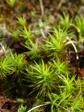 Pogonatum urnigerum, Pyrénées (photo ugo) 
