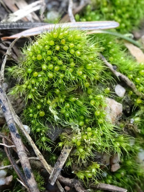Pleuridium acuminatum, Piémont Alsace (photo Ugo)
