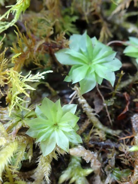 Rhodobryum roseum, Côtes de Meuse (photo Ugo)