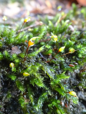 Sciuro-hypnum plumosum, Taennchel (photo Ugo)