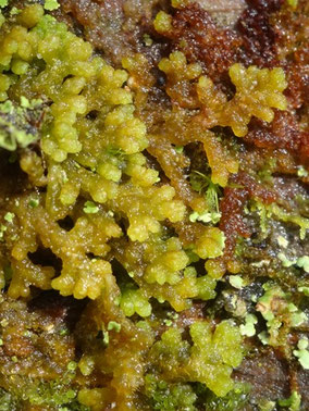 Ptilidium pulcherrimum, Hautes-Vosges (photo Ugo)
