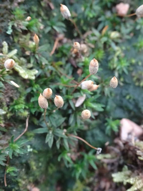 Pogonatum aloides, Piémont Alsace (photo Ugo)