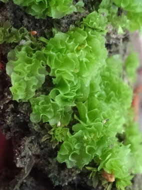 Fossombronia caespitiformis, Var (photo Ugo)