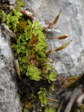 Encalypta vulgaris, Piémont alsacien (photo Ugo)