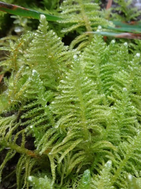 Ptilium crista-castrensis, Hautes-Vosges (photo Ugo)