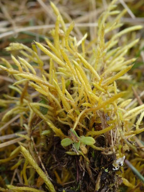 Brachythecium albicans, Alsace (photo Ugo)