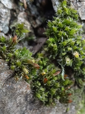 Orthotrichum diaphanum, Lorraine (photo Ugo)
