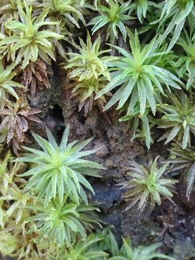 Atrichum undulatum, Massif central (photo ugo)