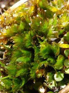 Fissidens adianthoides, Port de l'Hers (photo Ugo)