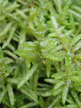 Pseudoscleropodium purum, Vosges (photo ugo)