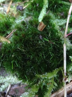 Campylopus flexuosus, Vosges centrales (photo Ugo)