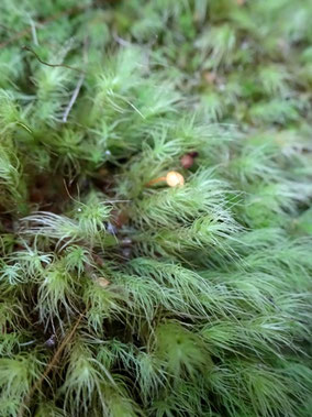 Bartramia halleriana, Haute-Garonne (photo Ugo)