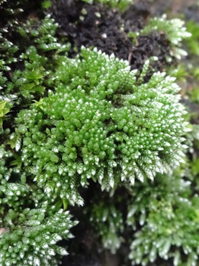 Bryum argenteum, Piémont Alsace (photo Ugo)