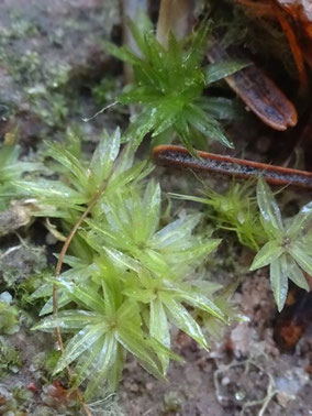 Atrichum tenellum, Vosges centrales (photo Ugo)