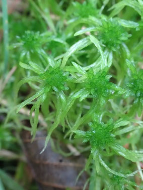 Sphagnum flexuosum, Taennchel (photo Ugo)