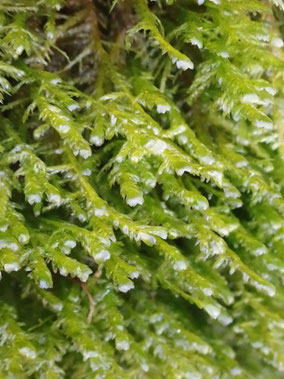 Neckera complanata, Massif vosgien (photo Ugo)