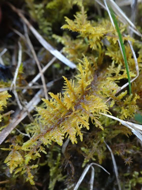 Thuidium assimile, Plateau du barrois (photo Ugo)