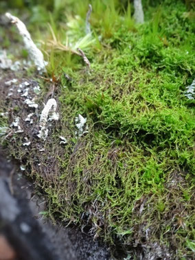 Cephaloziella divaricata, Massif vosgien (photo Ugo)