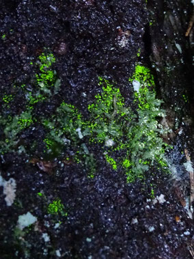 Schistostega pennata, Massif des Vosges (photo Ugo)