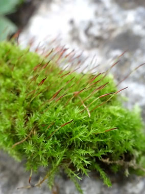 Ceratodon purpureus, piémont Alsace (photo Ugo)