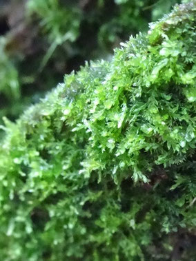 Cephalozia biscupidata, Vosges (photo Ugo)