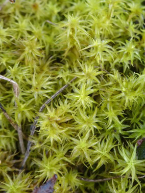 Tortella squarrosa, Côtes de Meuse (photo Ugo)