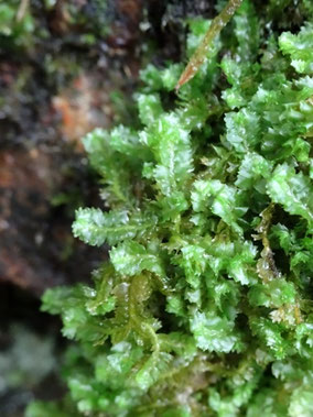Barbilophozia barbata, Vosges (photo Ugo)