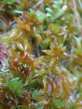 Sphagnum auriculatum, Vosges (photo Ugo)