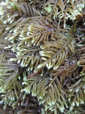 Hyocomium armoricum, Vosges (photo Ugo)
