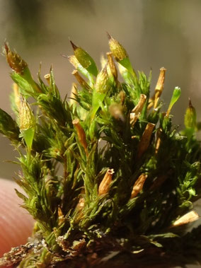 Lewinskya speciosa, Côtes de Meuse (photo Ugo)