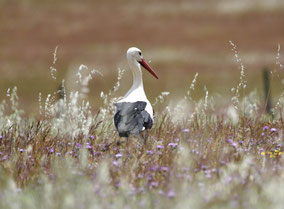 Storchennest im Grundbachtal, Weißstorch NABU/Stefan Wenzel